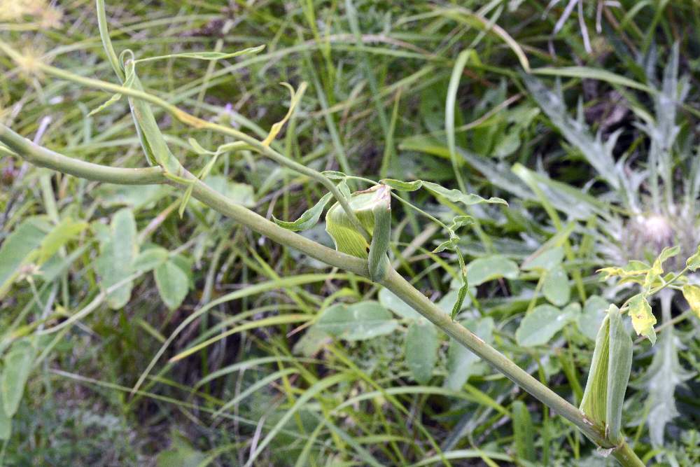Laserpitium latifolium(con frutti) / Laserpizio erba nocitola