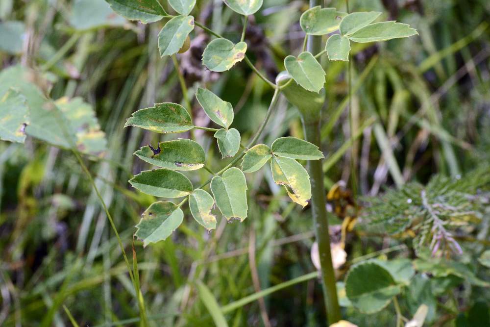 Laserpitium latifolium(con frutti) / Laserpizio erba nocitola