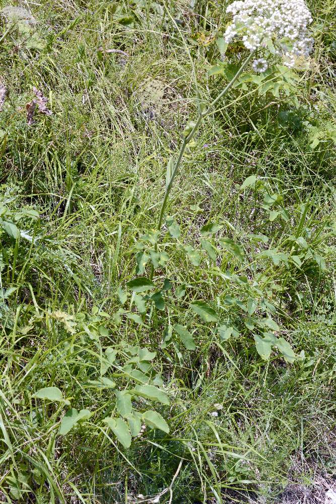 Laserpitium latifolium(con frutti) / Laserpizio erba nocitola