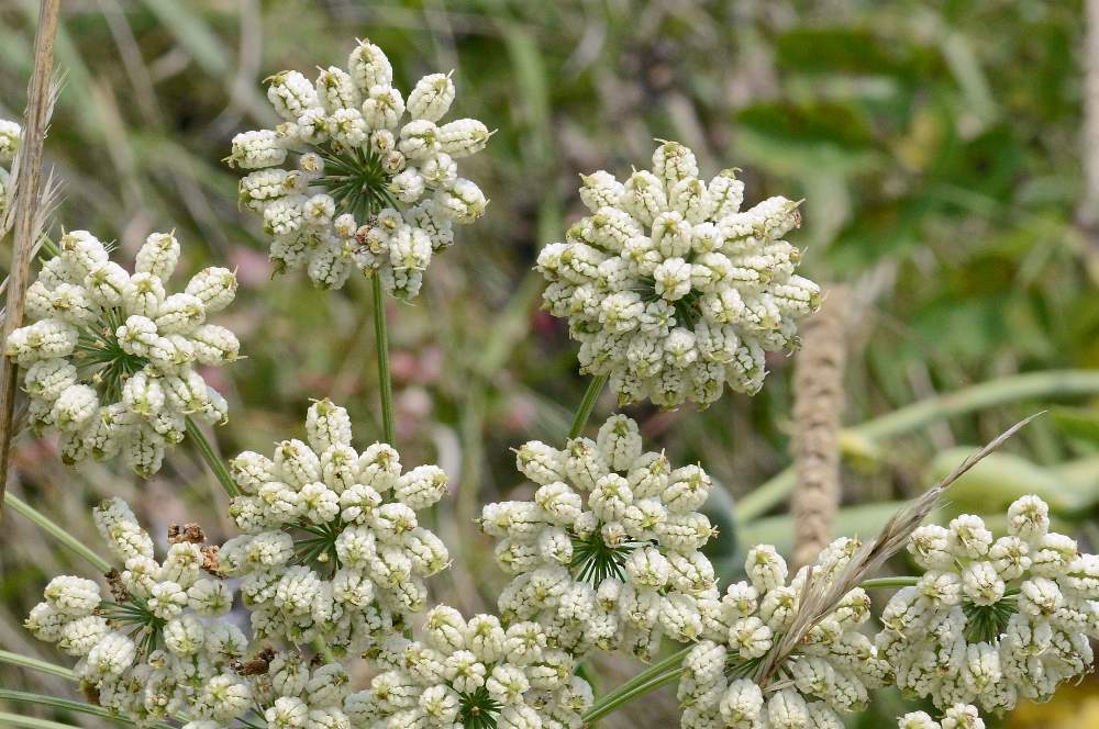 Laserpitium latifolium(con frutti) / Laserpizio erba nocitola