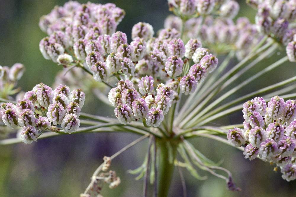 Laserpitium latifolium(con frutti) / Laserpizio erba nocitola