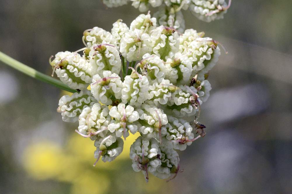 Laserpitium latifolium(con frutti) / Laserpizio erba nocitola