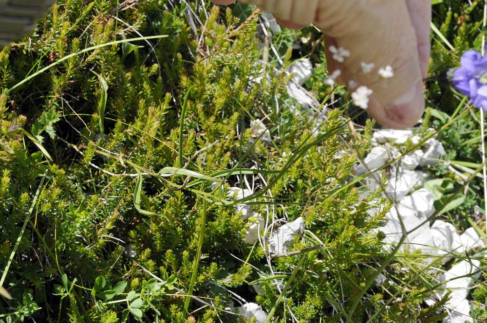 Campanula scheuchzeri subsp. scheuchzeri