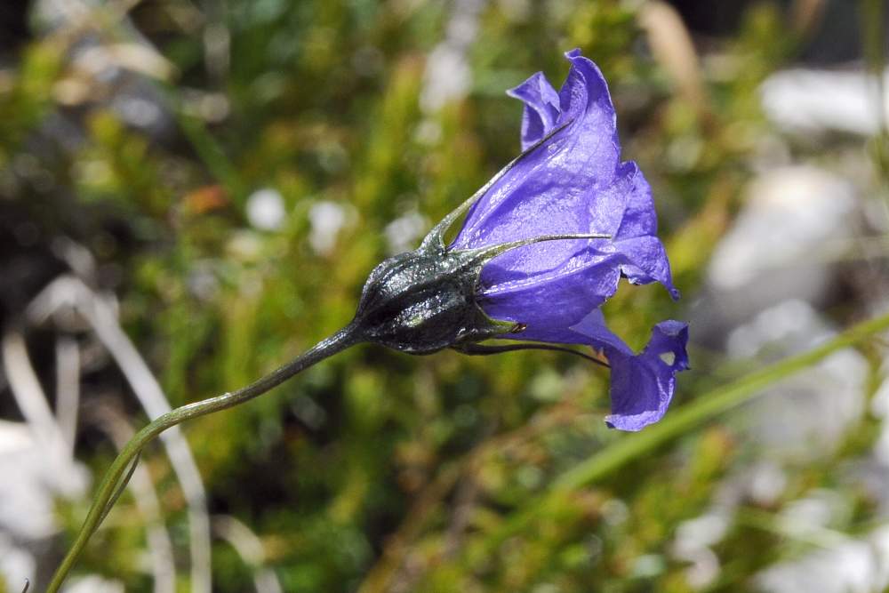 Campanula scheuchzeri subsp. scheuchzeri