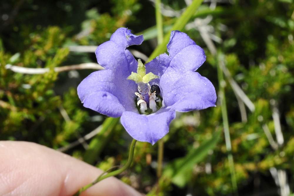 Campanula scheuchzeri subsp. scheuchzeri