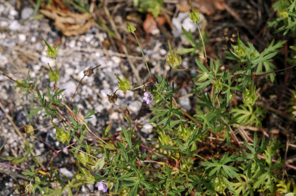 Geranium columbinum