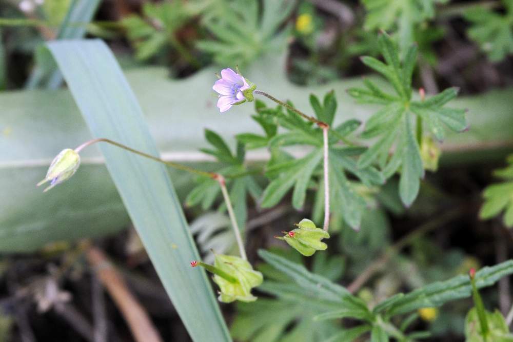 Geranium columbinum