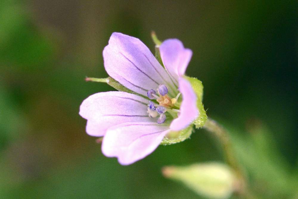 Geranium columbinum