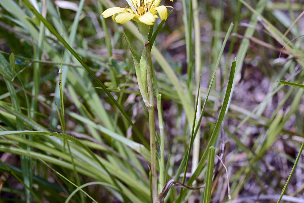 Tragopogon sp. (Asteraceae)