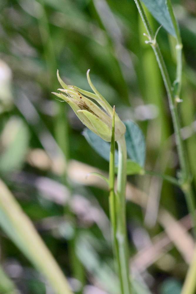 Tragopogon sp. (Asteraceae)