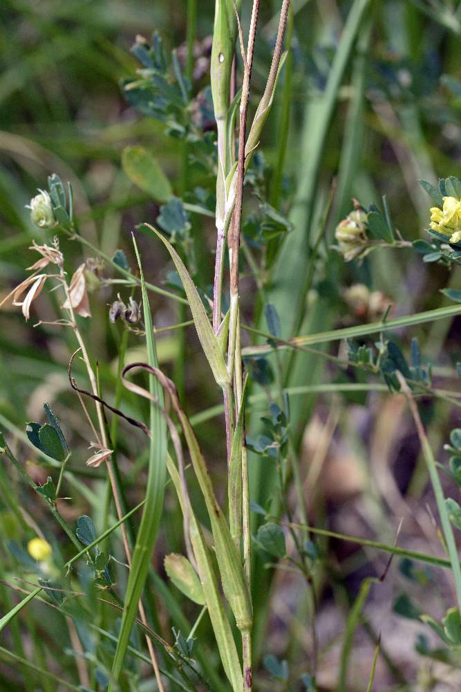 Tragopogon sp. (Asteraceae)