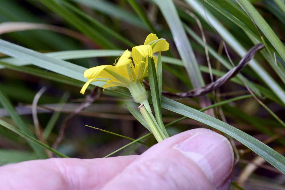 Tragopogon sp. (Asteraceae)