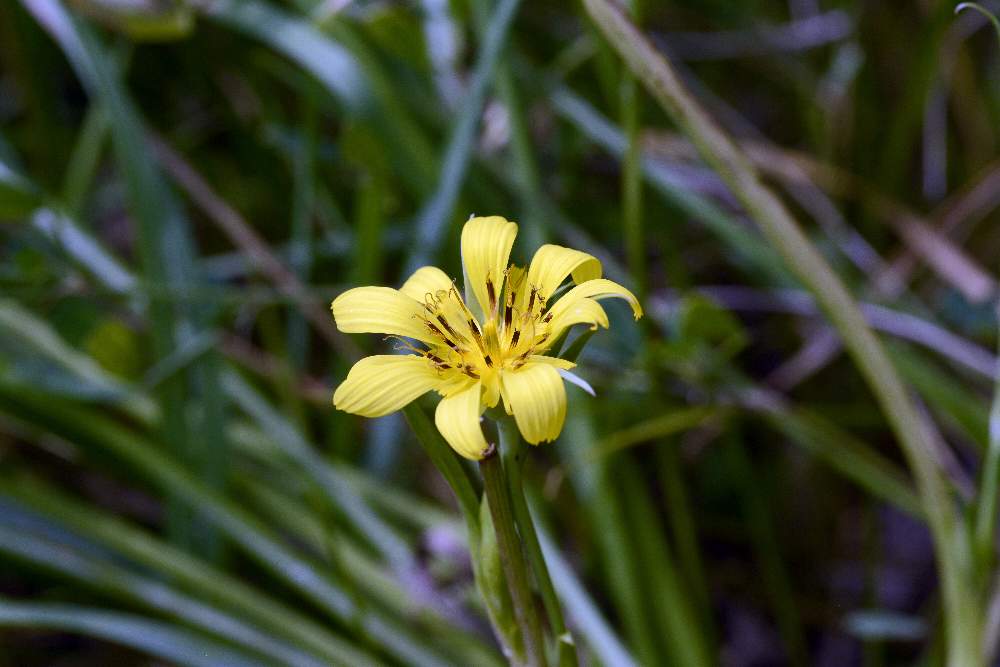 Tragopogon sp. (Asteraceae)