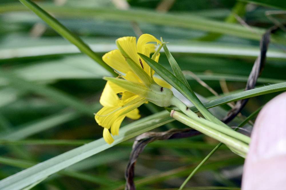 Tragopogon sp. (Asteraceae)