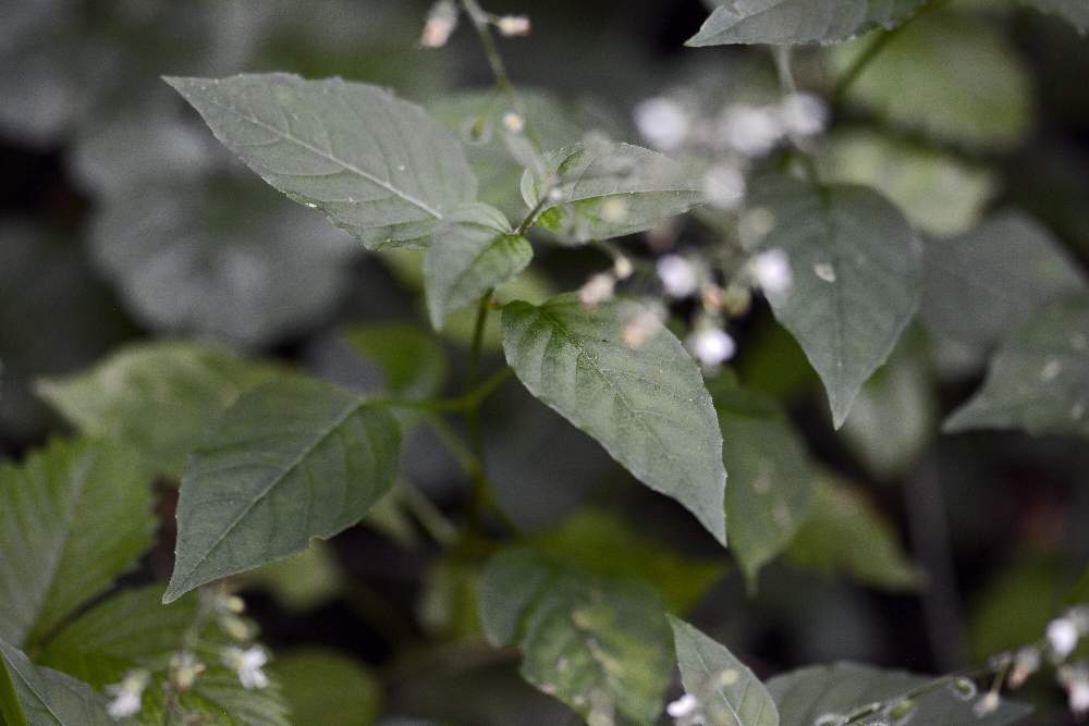 Circaea lutetiana (Onagraceae)