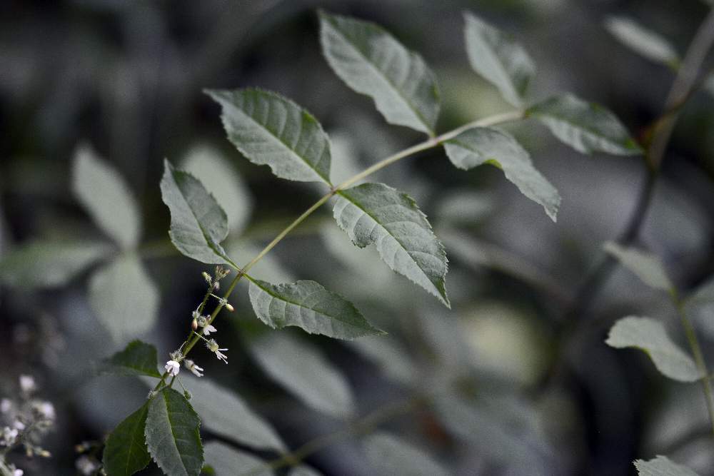 Circaea lutetiana (Onagraceae)