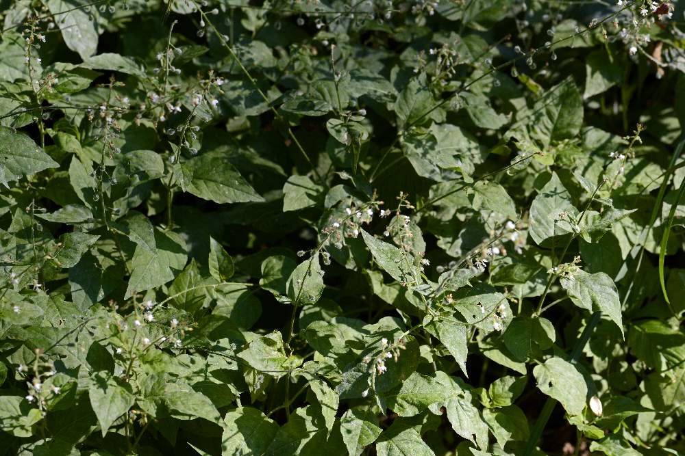 Circaea lutetiana (Onagraceae)