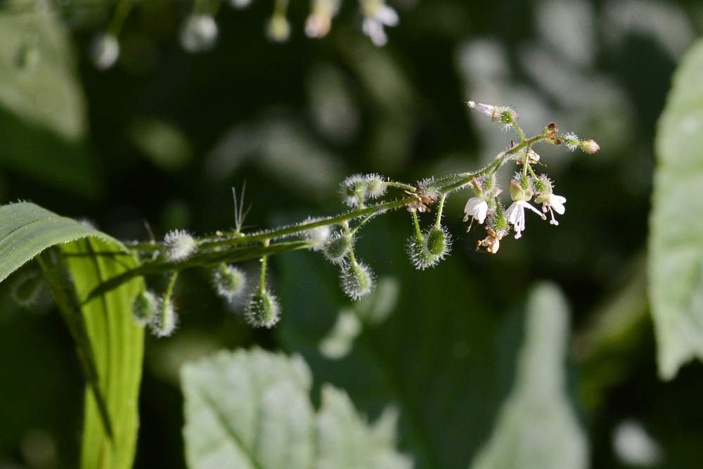 Circaea lutetiana (Onagraceae)