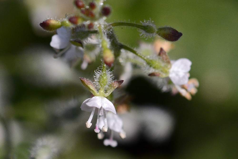 Circaea lutetiana (Onagraceae)