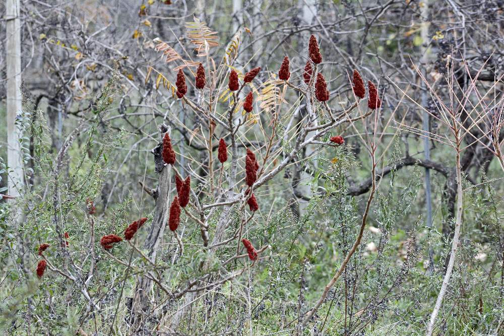 Rhus typhina / Sommaco maggiore