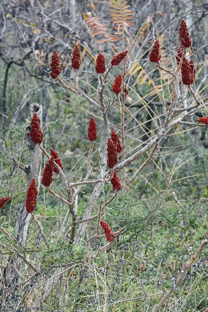 Rhus typhina / Sommaco maggiore