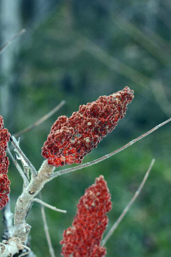 Rhus typhina / Sommaco maggiore