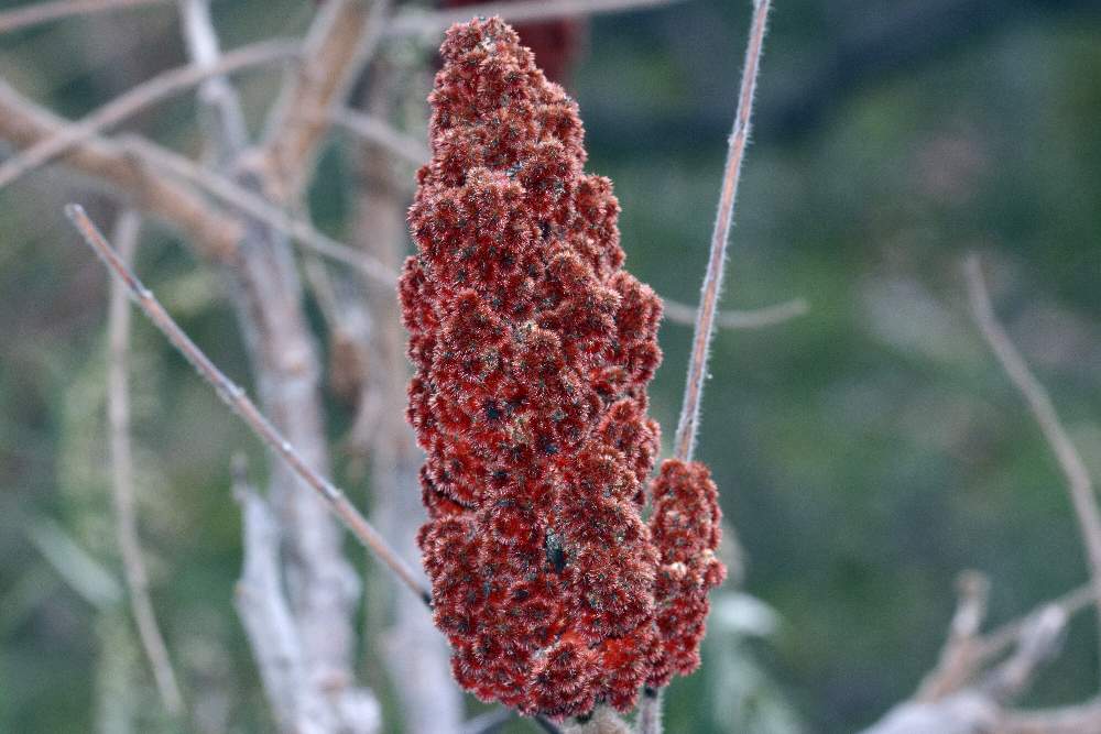 Rhus typhina / Sommaco maggiore
