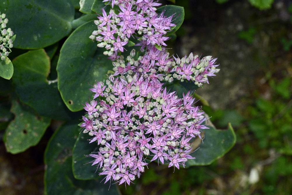 Hylotelephium spectabile / Borracina grande