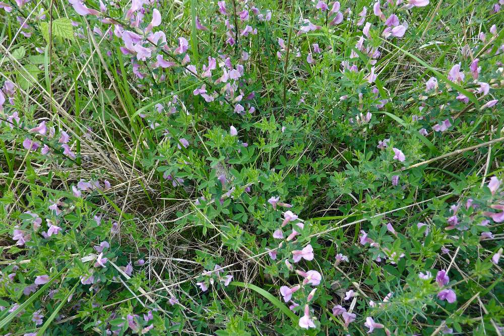 Cytisus purpureos (Fabaceae)