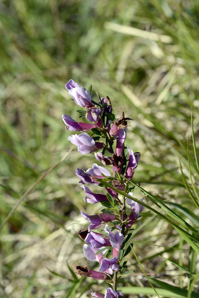 Cytisus purpureos (Fabaceae)