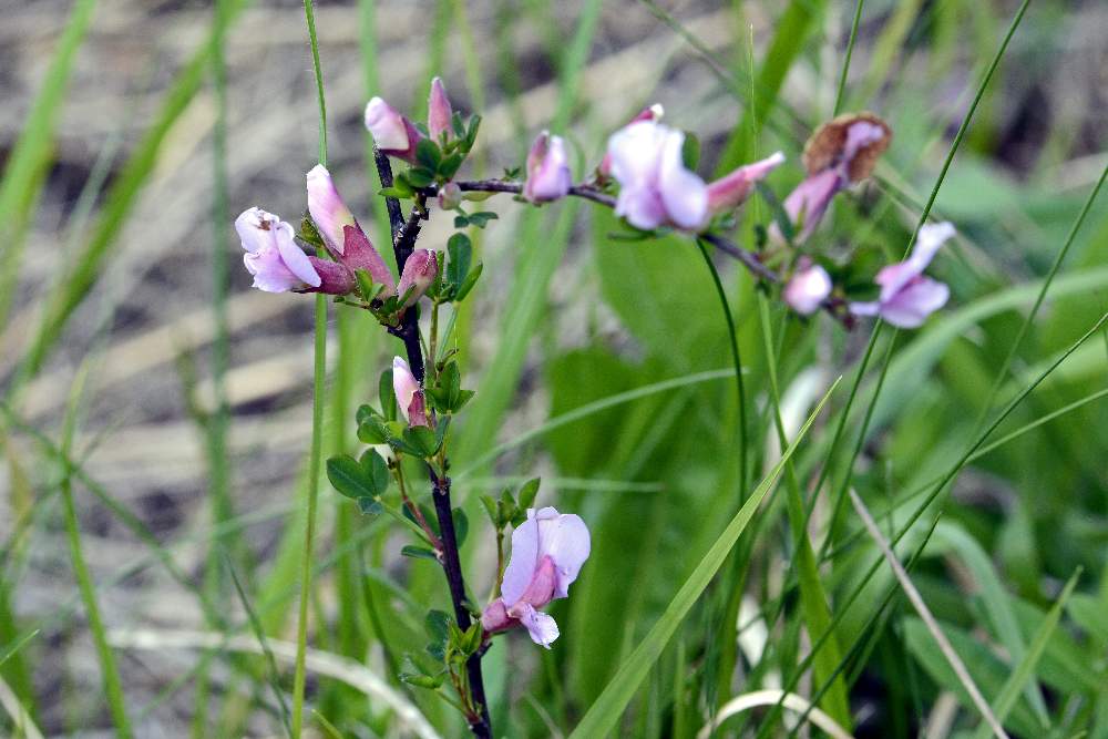 Cytisus purpureos (Fabaceae)