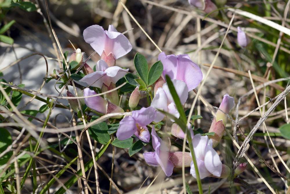 Cytisus purpureos (Fabaceae)