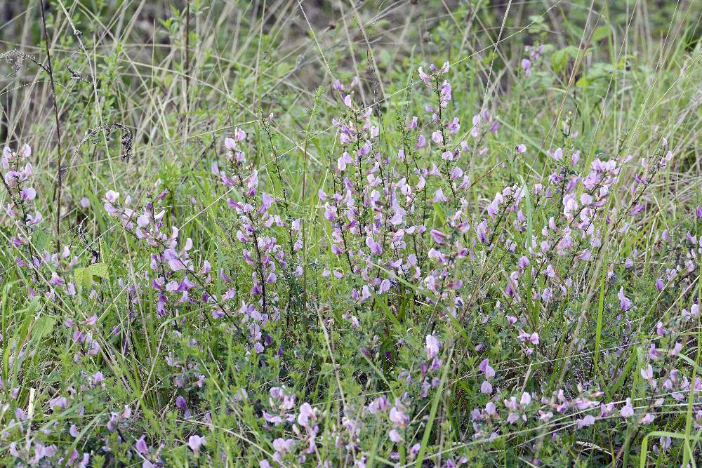 Cytisus purpureos (Fabaceae)