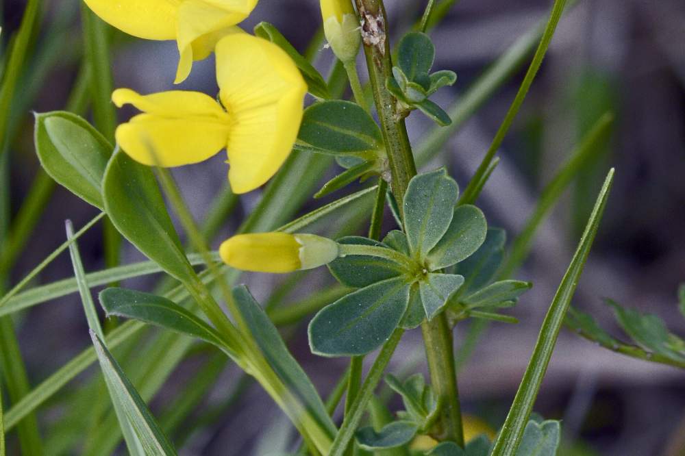 Cytisus