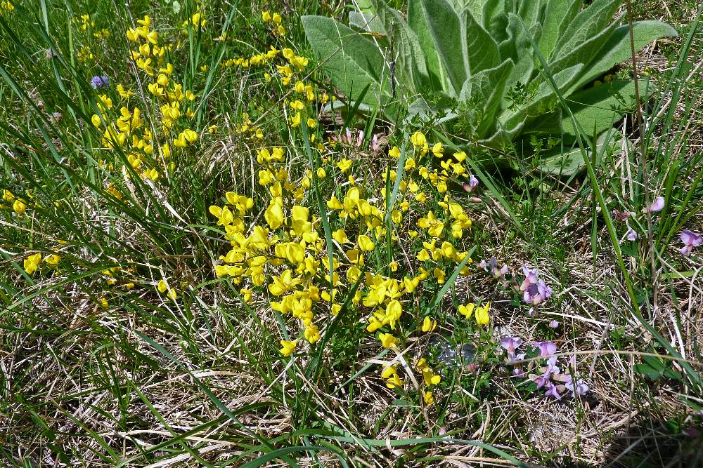 Cytisus