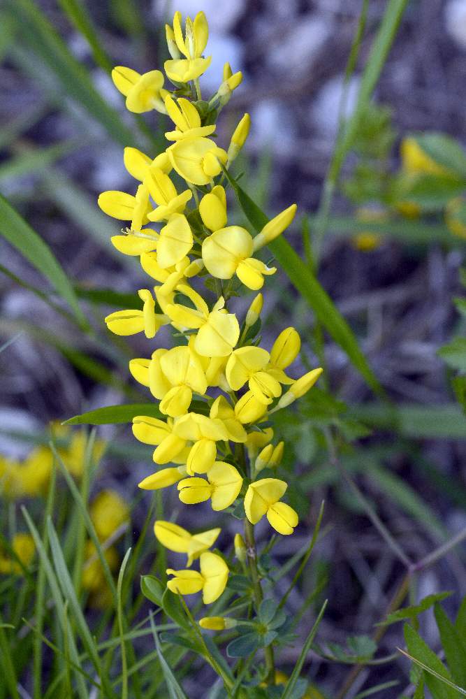 Cytisus