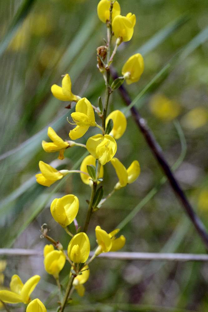 Cytisus