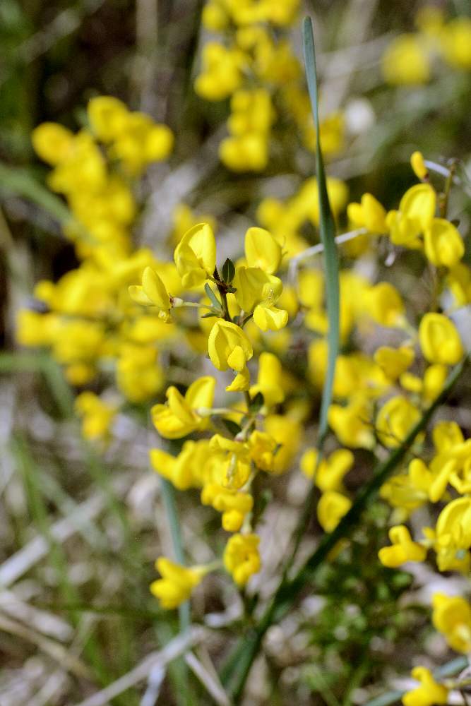 Cytisus