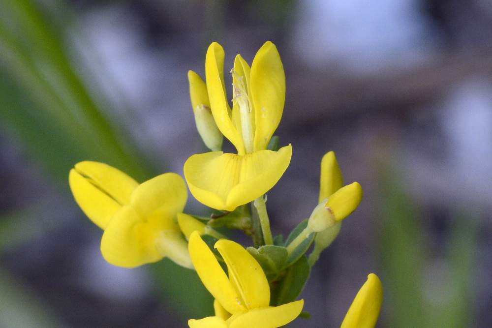Cytisus
