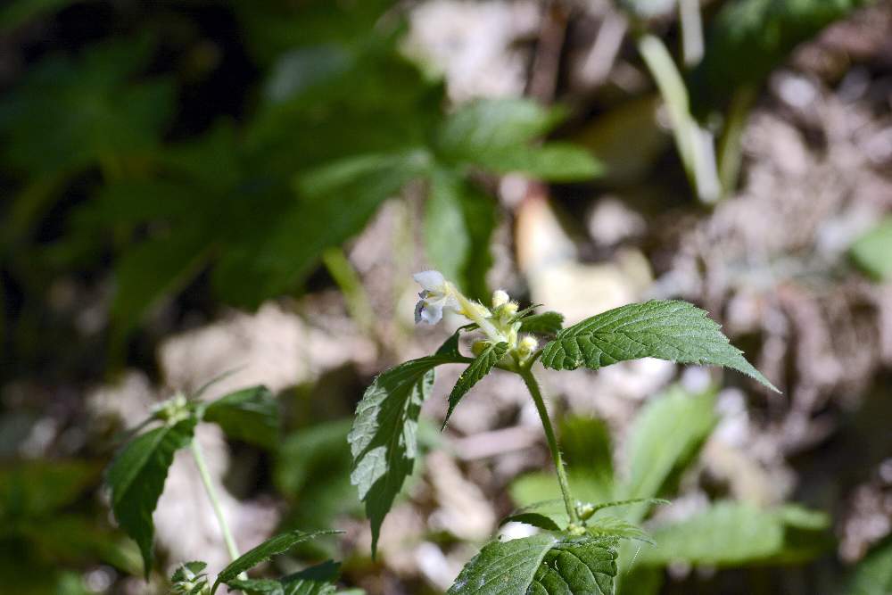 Galeopsis primo da ID