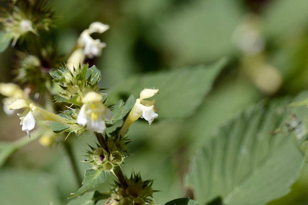 Galeopsis primo da ID