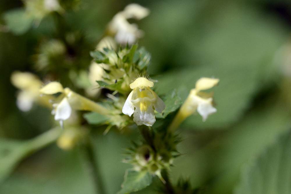 Galeopsis primo da ID