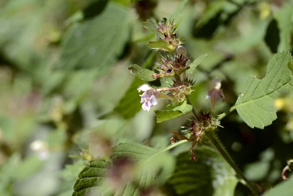 Galeopsis secondo da ID.
