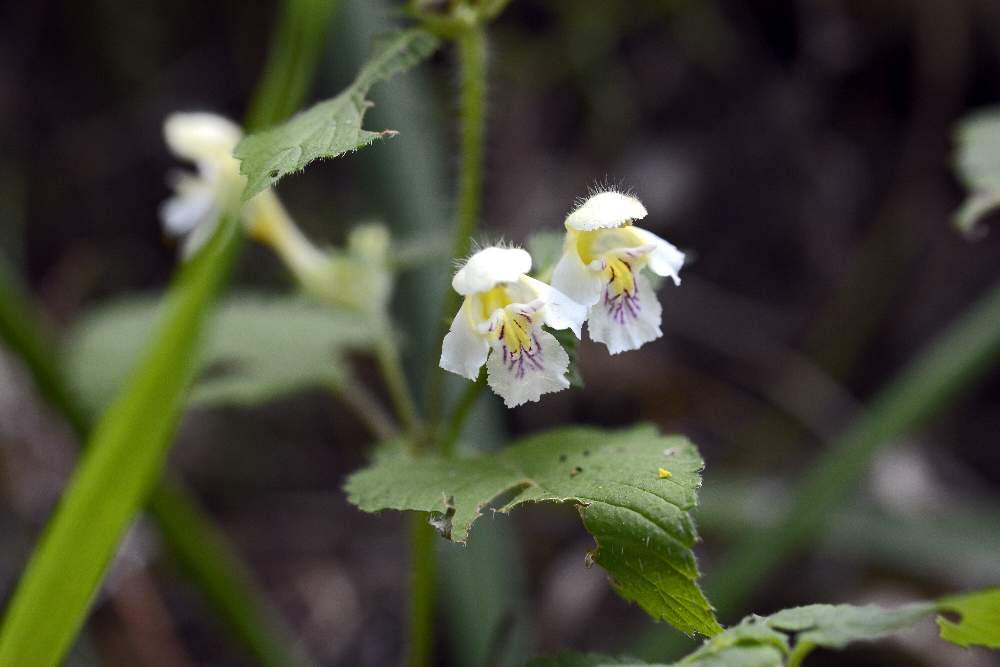 Galeopsis secondo da ID.