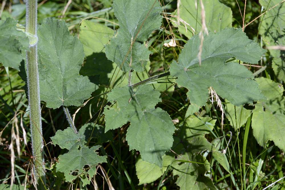 Apiaceae: cfr. Heracleum sphondylium