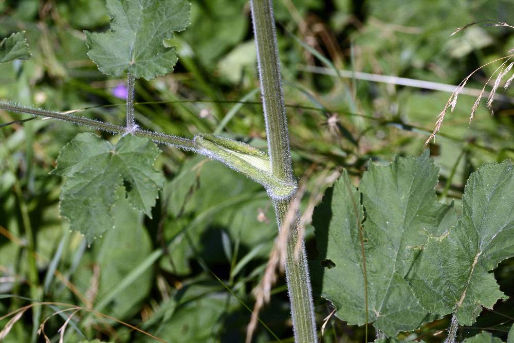 Apiaceae: cfr. Heracleum sphondylium