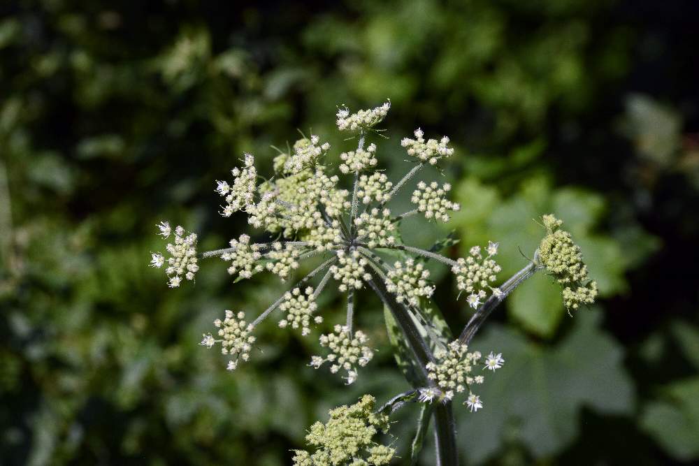 Apiaceae: cfr. Heracleum sphondylium