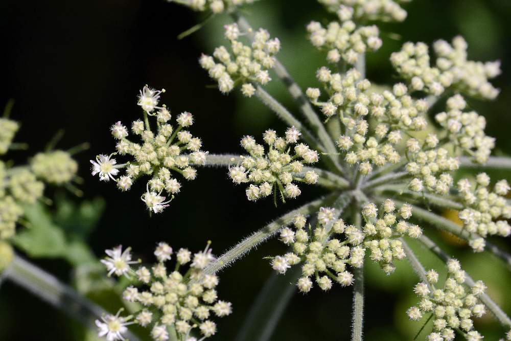 Apiaceae: cfr. Heracleum sphondylium