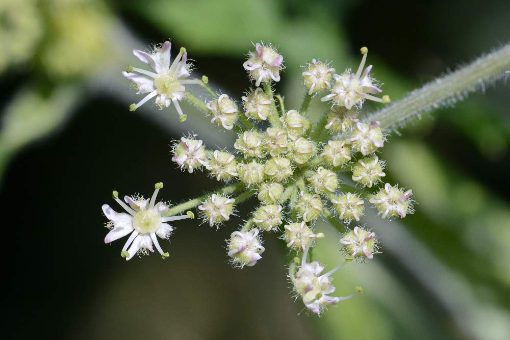 Apiaceae: cfr. Heracleum sphondylium