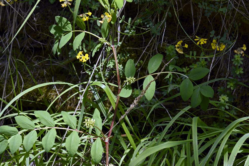Astragalus da id